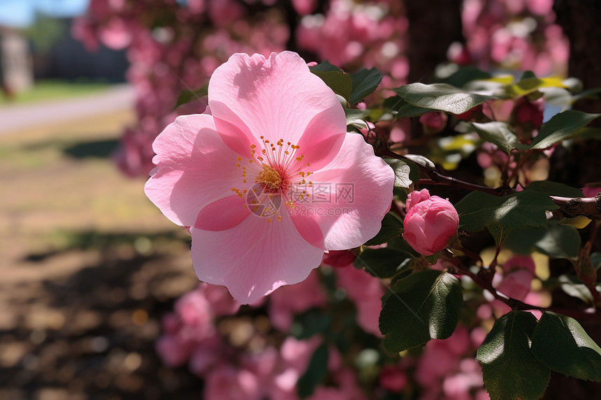 盛夏公园的粉花图片