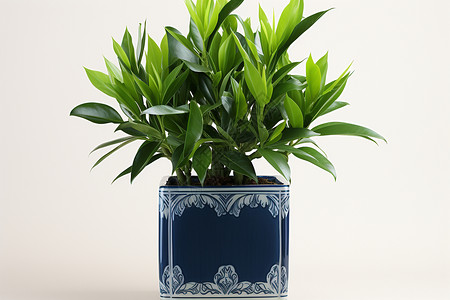 青瓷花瓶中的植物图片素材