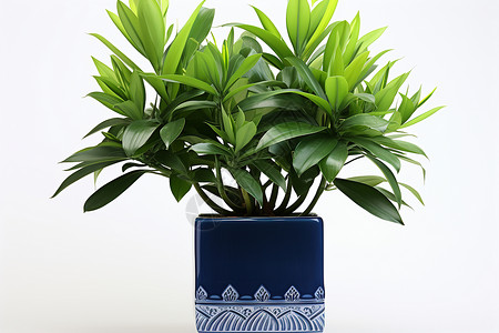 植物在蓝色花瓶中图片素材