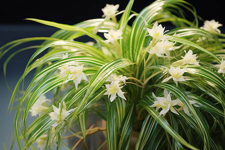 翠绿白花的植物背景图片