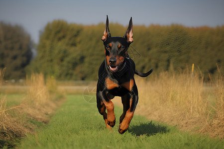 草地上奔跑的杜宾犬背景图片