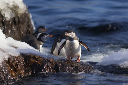 寒冬中的企鹅群背景图片