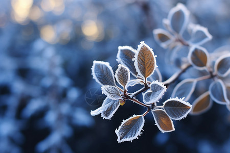 冰雪中的的植物背景图片