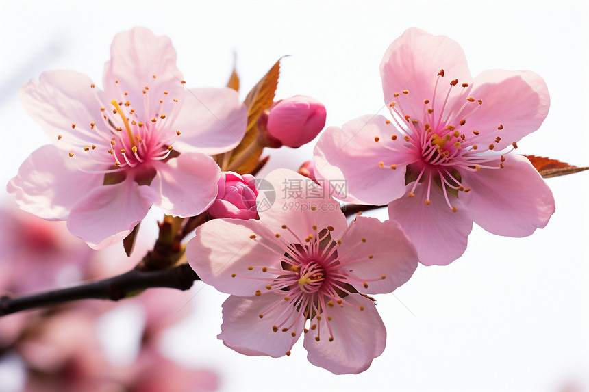 粉色花绽放的春天图片