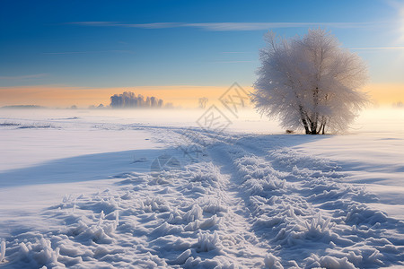 黎明风景冰雪覆盖下的孤独之树背景