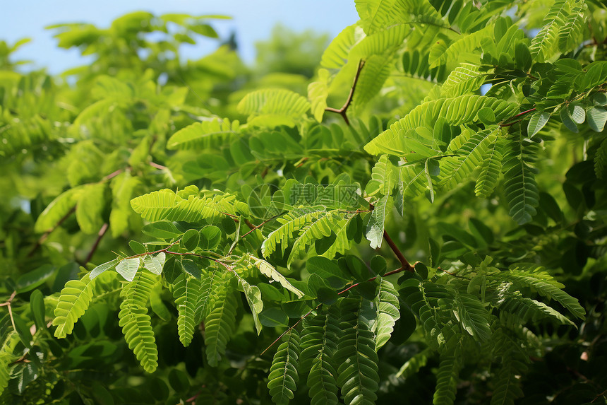 绿色叶子植物图片