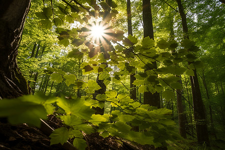 太阳光PSD森林中太阳光洒在树叶间背景