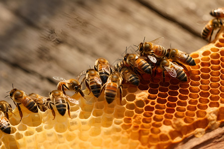 小蜜蜂忙碌的世界背景图片