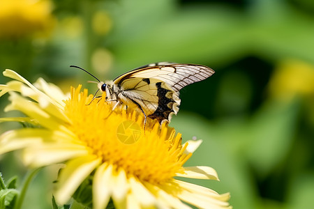 黄花丛中的蝴蝶背景图片