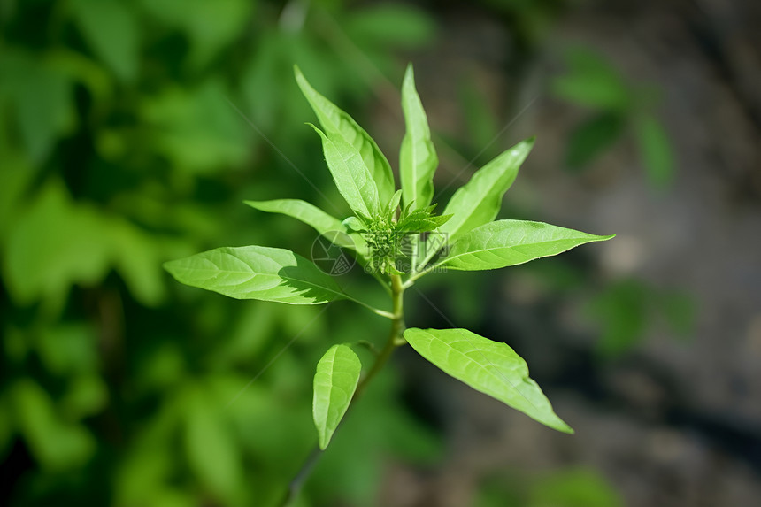 绿色的植物图片