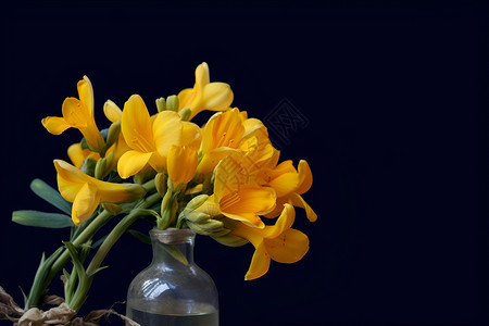 瓶中的黄色花朵高清图片