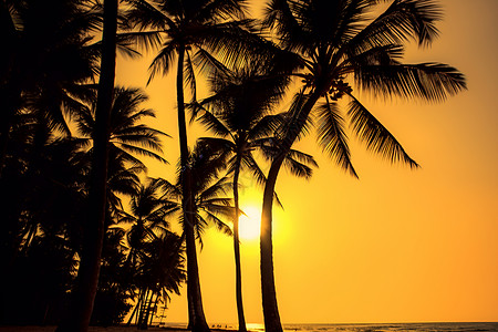 夕阳下的椰子树背景图片