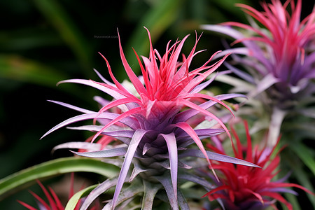 热带风情的植物背景图片