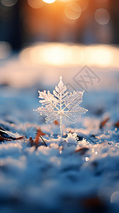 霜冻阳光下的雪花背景