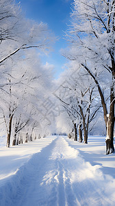 皑皑白雪白雪皑皑的丛林小径背景