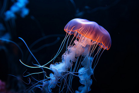 黑色水族箱中的水母背景图片