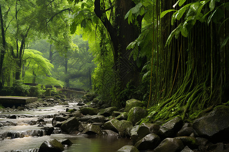 丛林小溪神秘的热带雨林背景