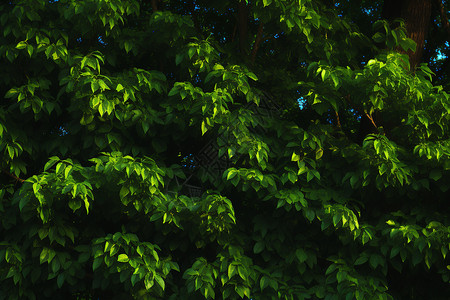 夏日的绿色植物背景图片