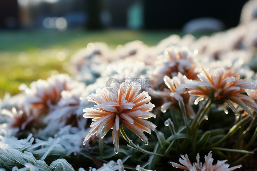 冬日户外的花朵图片