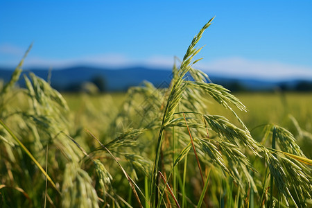 乡村的小麦背景图片