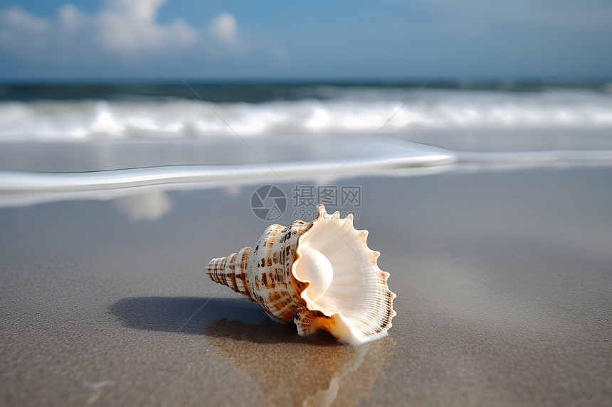 海边的美丽贝壳图片