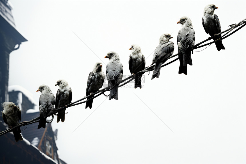 电线上的鸟类图片