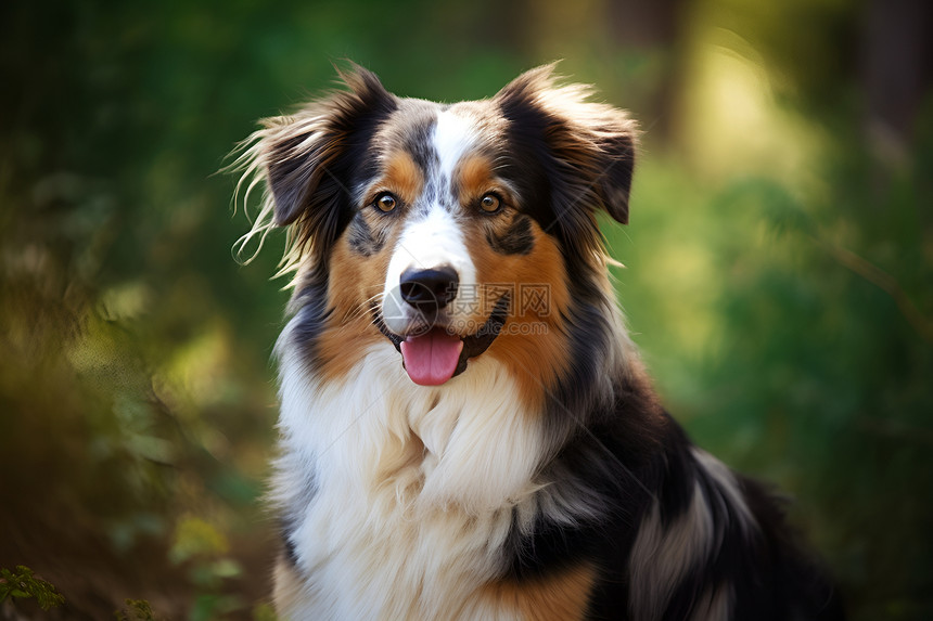 吐着舌头的牧羊犬图片