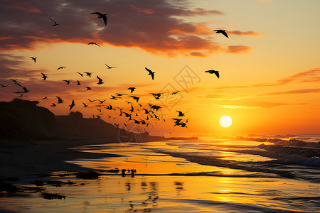 海滩上的飞鸟背景图片