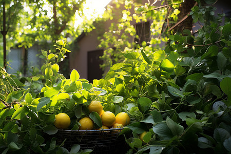 绿叶中的柠檬背景图片