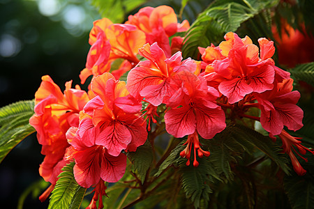 盛夏的花卉鲜艳的红花高清图片