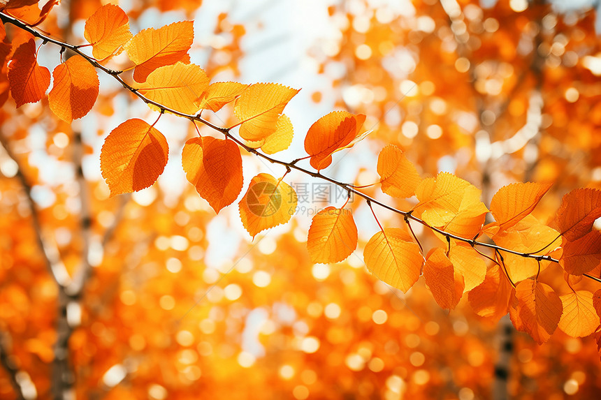 美丽的秋天图片
