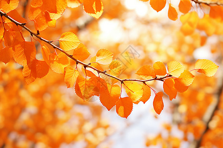 枯黄的叶子金秋下的落叶背景