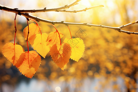 秋日的树叶枯叶树枝高清图片