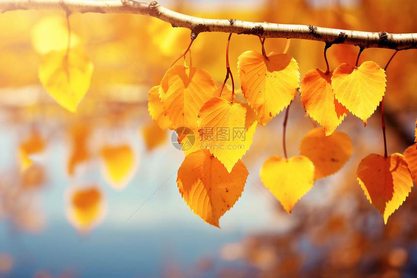 金黄色的树叶图片