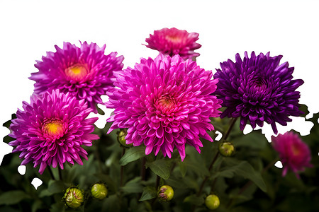 花卉水墨菊花美丽的紫色菊花背景