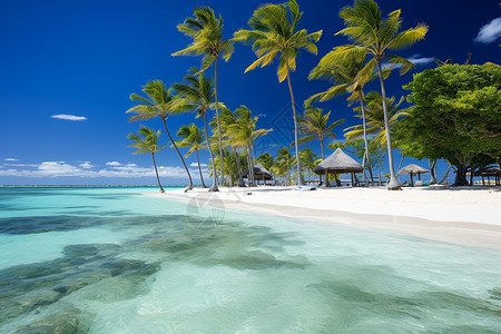 热带海滩上的棕榈树背景图片