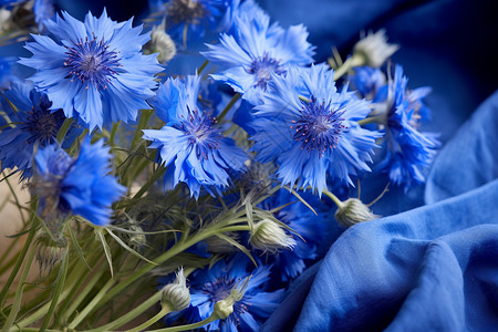 绽放的蓝色花卉背景图片
