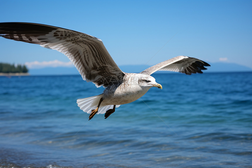自由翱翔的海鸟图片