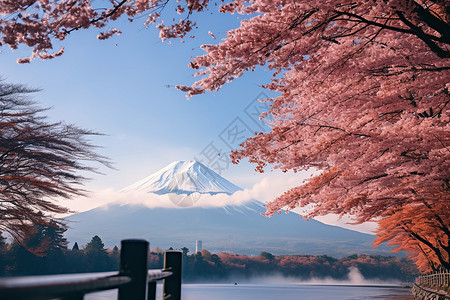 富士山冬日的樱花背景图片