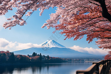 日本山樱花山与湖泊背景