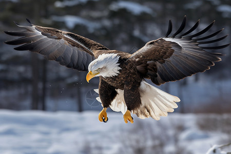 冬季的秃鹰背景图片