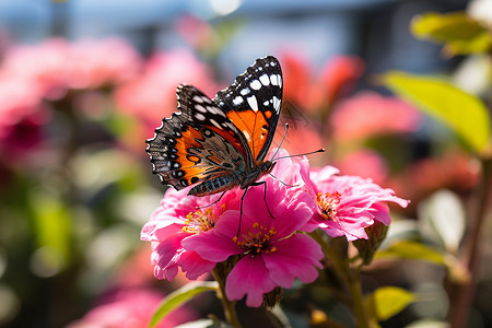 花园里蝴蝶停在花朵上背景图片