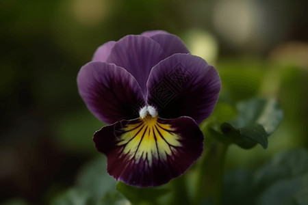 盛开的紫色鲜花背景图片