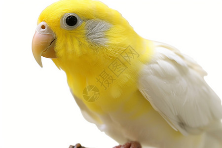 可爱的黄色鹦鹉背景图片