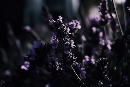 户外紫色的薰衣草花背景图片