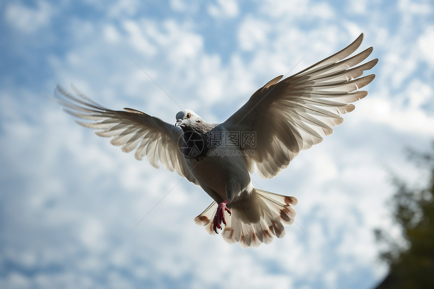 自由飞翔的鸟图片