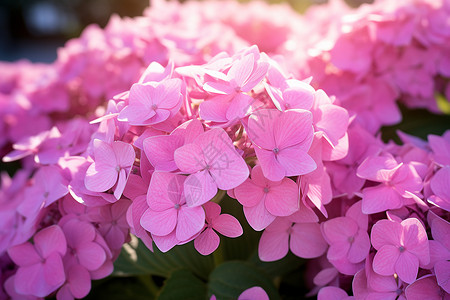 淡粉色绣球花背景图片