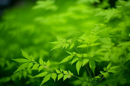 翠绿的树叶背景图片