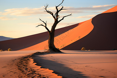 沙漠里的枯树背景图片