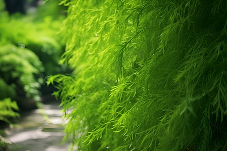 绿意盎然的植物背景图片